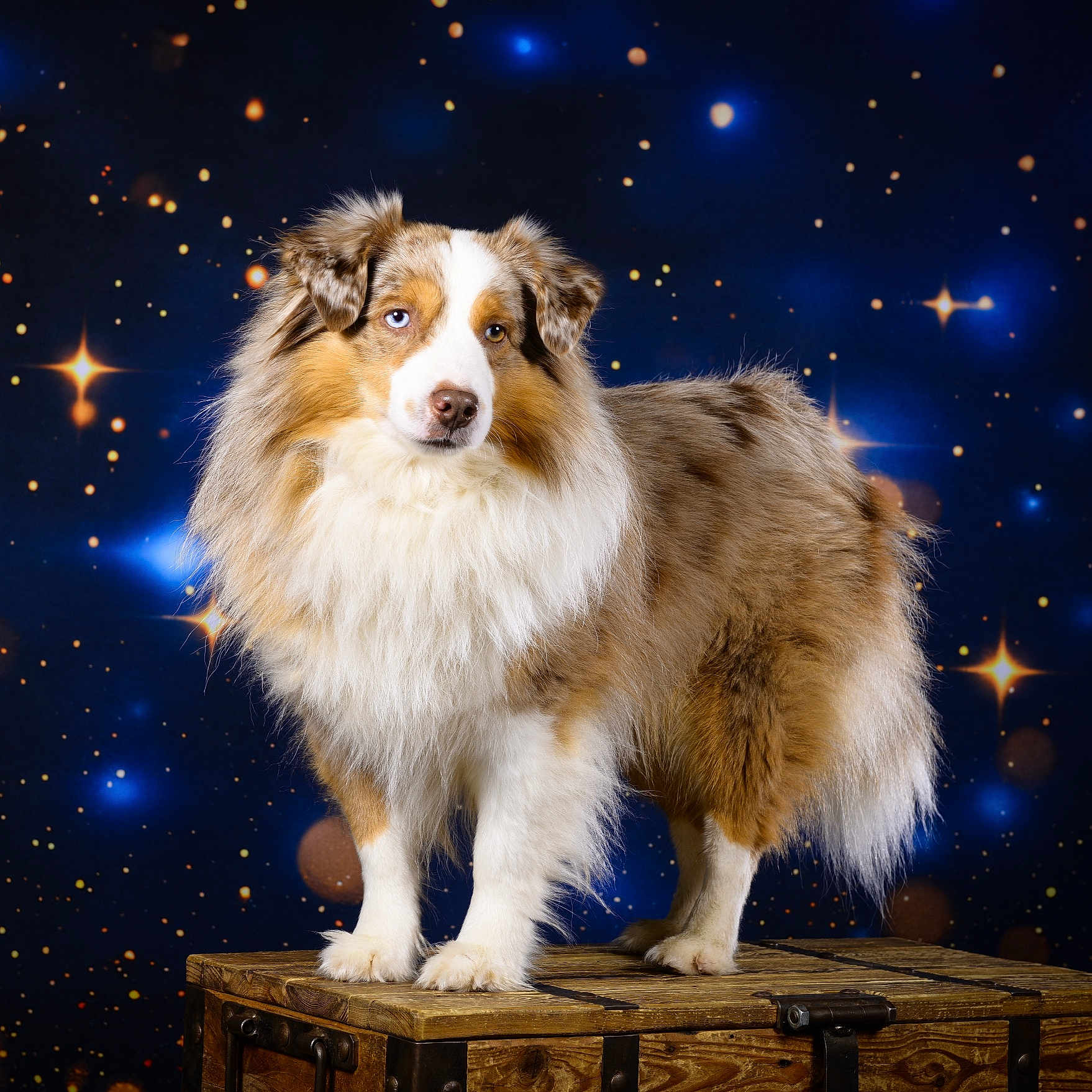 Scotty a rejoint le concours — aidez-le/la à gagner de superbes lots ! animal, canine, cat, collie, dog, eskimodog, fireworks, hardwood, husky, light, manx, nature, night, outdoors, pet, plywood, puppy, sphere, starrysky, wood