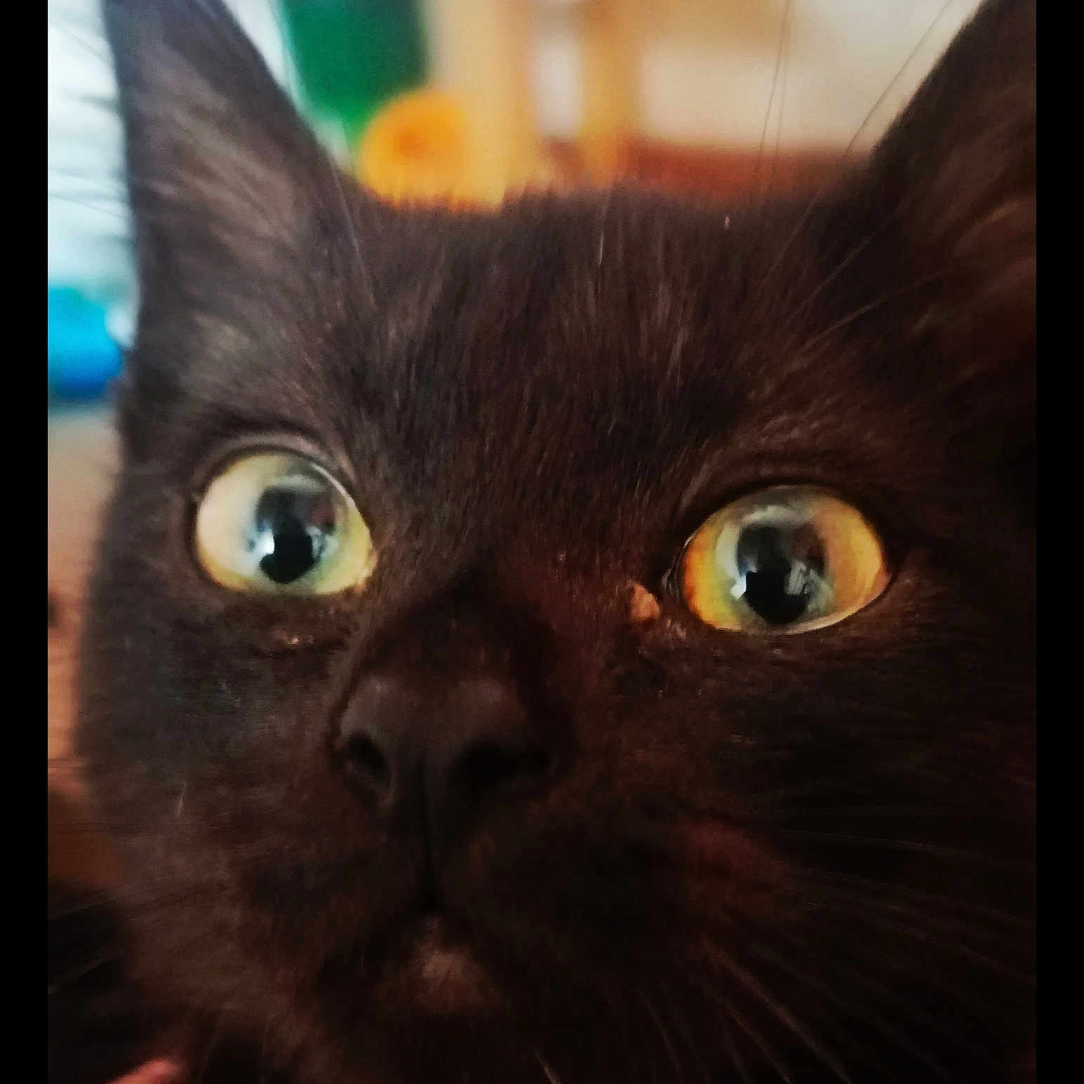 Shadow a rejoint le concours — aidez-le/la à gagner de superbes lots ! abyssinian, animal, blackcat, cat, kitten, manx, pet
