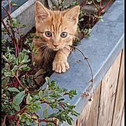 Simba a rejoint le concours — aidez-le/la à gagner de superbes lots ! cat, kitten, orange_cat, plant, planter_box, greenery, wooden_surface, outdoor, curious, pet, animal, small_animal, young_cat, feline, nature, close_up, portrait, looking, paw, home