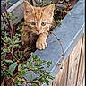 cat, kitten, orange_cat, plant, planter_box, greenery, wooden_surface, outdoor, curious, pet, animal, small_animal, young_cat, feline, nature, close_up, portrait, looking, paw, home