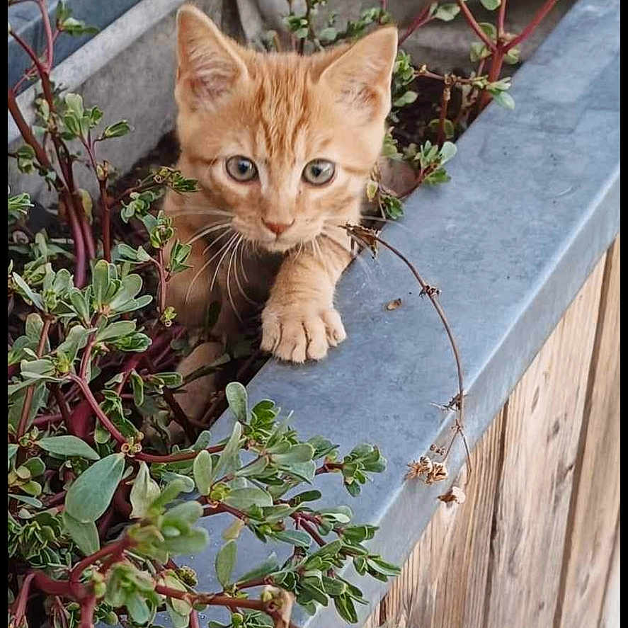 Simba