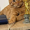 Simba participe au concours pour gagner de l'argent avec cette photo : cat, kitten, ginger_cat, table, statue, golden_statue, wooden_surface, indoor, pet, animal, cute, relaxed, curious, resting, domestic_animal, feline, closeup, portrait, screenshot, phone_interface