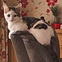 Cindy is registered to the contest to win money with this photo: animal, black, cat, chair, curious, decor, ears, feline, flower, fur, home, indoor, leather, perched, pet, plant, tail, wallpaper, whiskers, white
