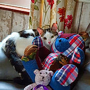 Cindy joined the competition — help win amazing prizes! animal, cat, colorful, couch, cozy, curtains, cute, domestic, floral_pattern, furniture, indoor, patchwork, pet, playful, plush_toy, relaxing, resting, soft_toys, teddy_bear, window