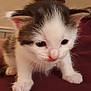 Cindy is registered to the contest to win money with this photo: animal, brown_fur, cat, close_up, curious, cute, ears, face, feline, fur, indoor, kitten, nose, paw, pet, small, soft_surface, whiskers, white_fur, young
