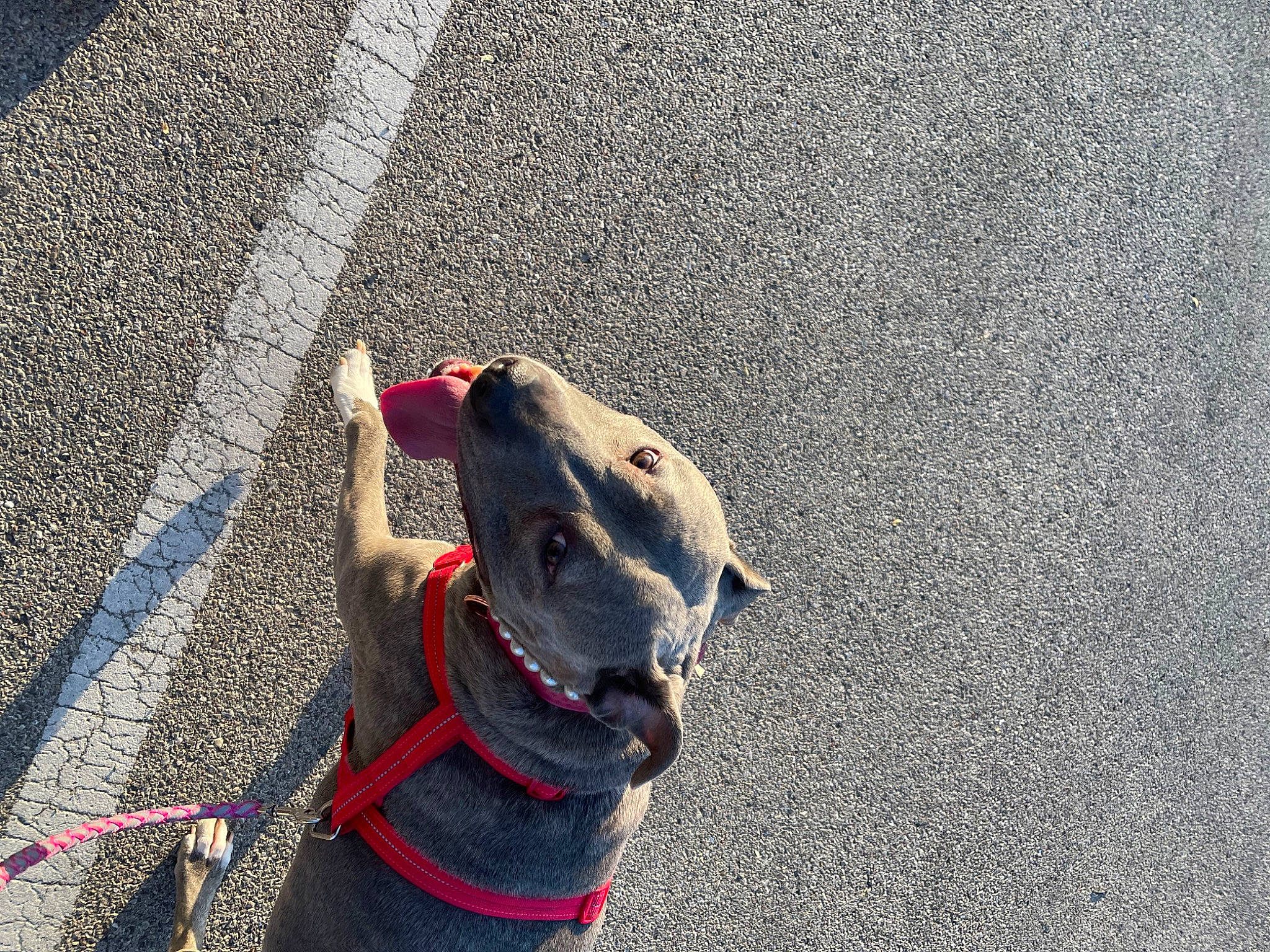 Lucy Lucinda joined the competition — help win amazing prizes! asphalt, carnivore, collar, companion_dog, concrete, dog, dog_breed, dog_collar, dog_supply, fashion_accessory, fawn, grey, leash, pet_supply, road, road_surface, shadow, sidewalk, tar, working_animal