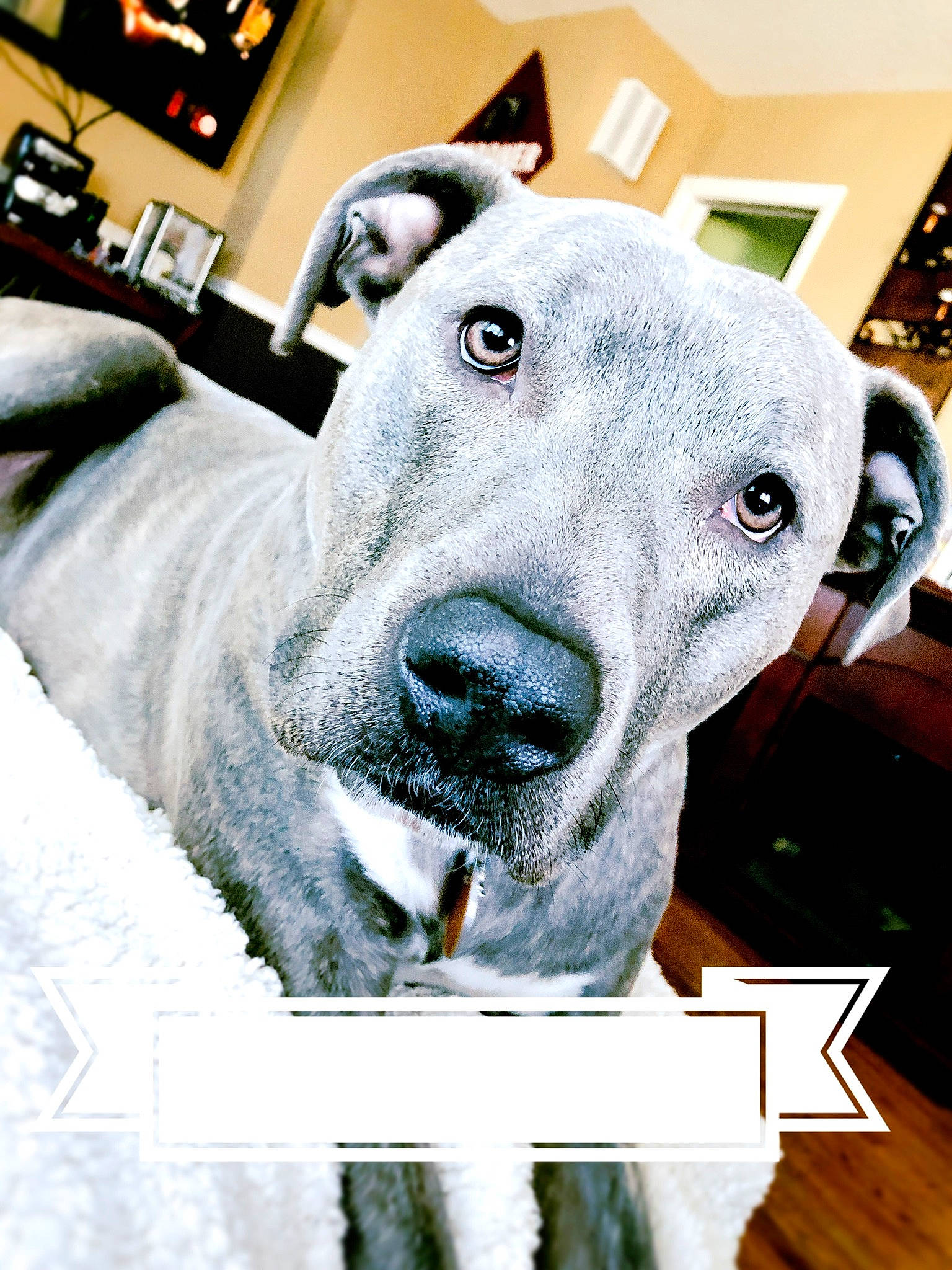 Lucy Lucinda joined the competition — help win amazing prizes! canidae, carnivore, companion_dog, dog, dog_breed, ear, great_dane, happy, hat, jaw, metal, photo_caption, picture_frame, selfie, snout, sporting_group, television, terrestrial_animal, whiskers, working_animal