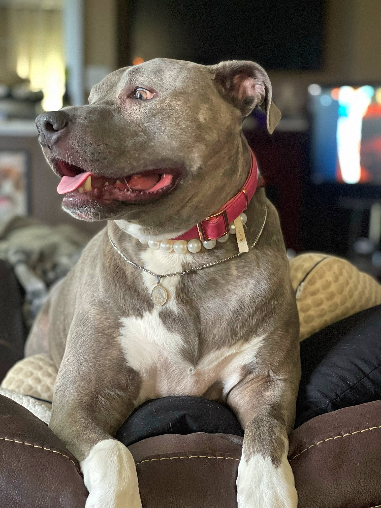 Lucy Lucinda is registered to the contest to win money with this photo: canidae, carnivore, collar, companion_dog, dog, dog_breed, dog_collar, dog_supply, fashion_accessory, fawn, liver, metal, non_sporting_group, pet_supply, snout, sporting_group, terrestrial_animal, whiskers, working_animal, working_dog