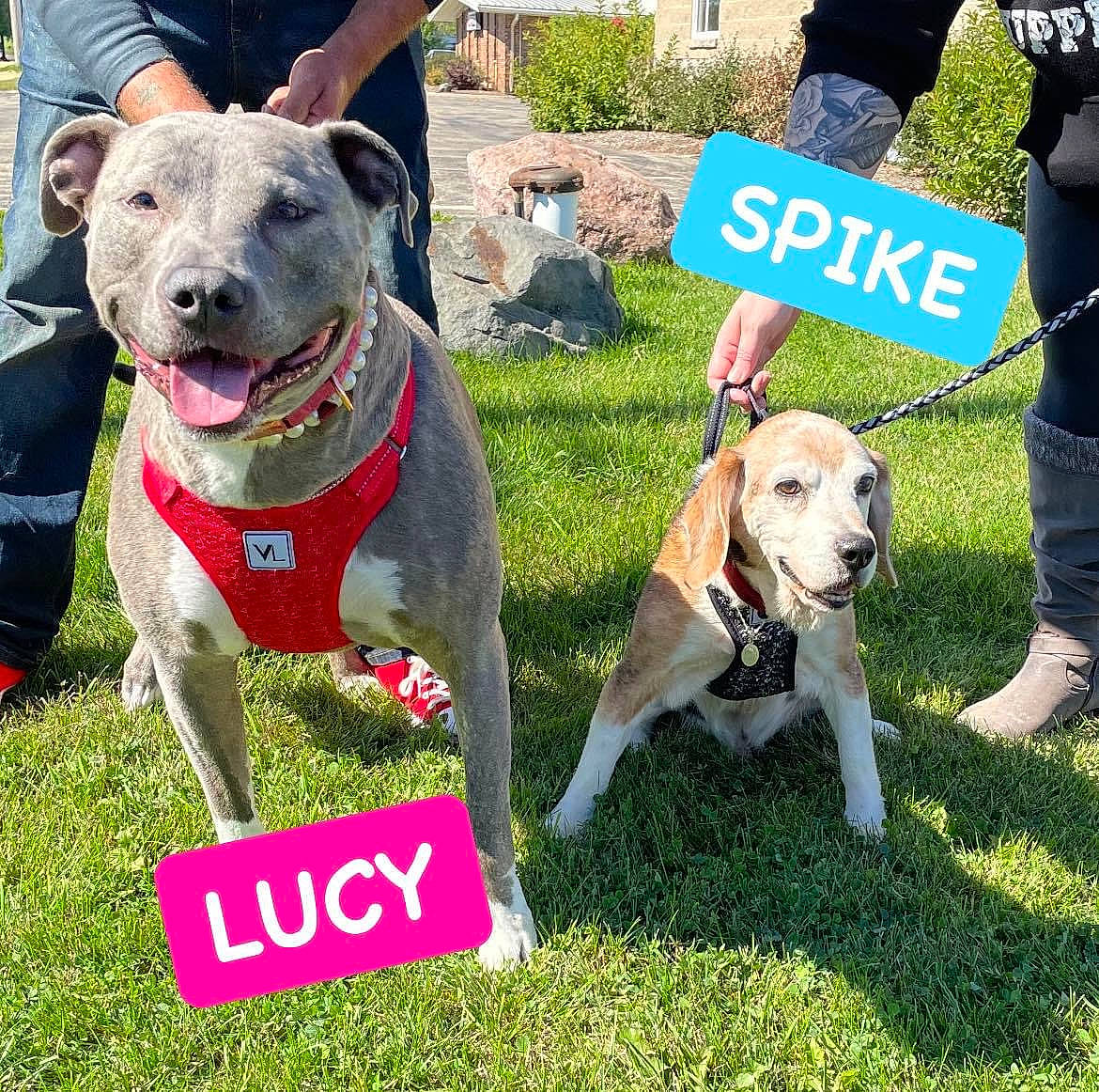 Lucy Lucinda is registered to the contest to win money with this photo: canidae, carnivore, collar, companion_dog, dog, dog_breed, dog_collar, dog_supply, fashion_accessory, fawn, grass, leash, non_sporting_group, pet_supply, plant, recreation, snout, sporting_group, working_animal, working_dog