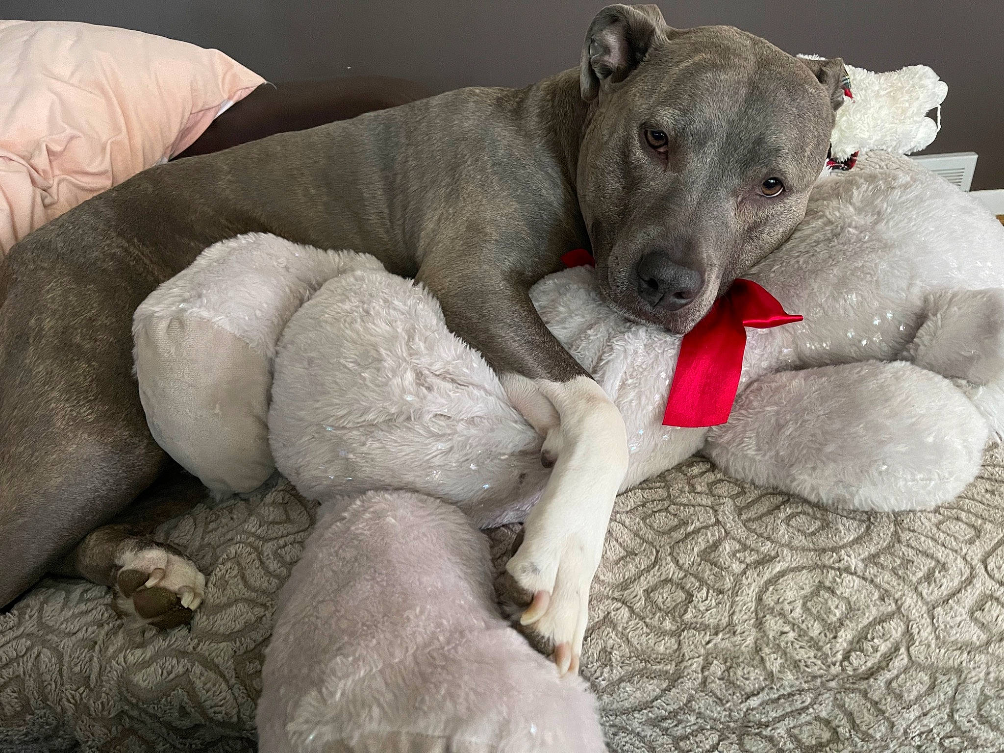 Lucy Lucinda joined the competition — help win amazing prizes! canidae, carnivore, collar, comfort, companion_dog, dog, dog_breed, dog_supply, fawn, grey, non_sporting_group, paw, pet_supply, snout, sporting_group, terrestrial_animal, working_animal