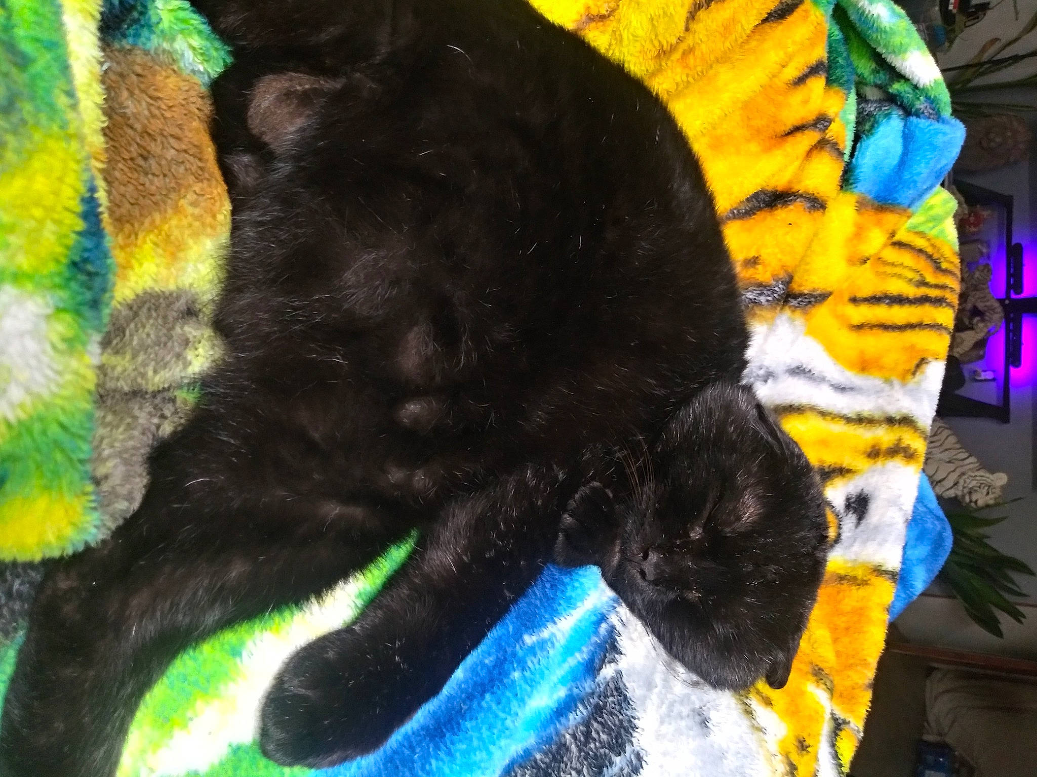 Kiki joined the competition — help win amazing prizes! art, black_cat, bombay, carnivore, cat, comfort, dog_breed, domestic_short_haired_cat, electric_blue, felidae, fur, gesture, mammal, organism, small_to_medium_sized_cats, snout, tail, terrestrial_animal, vertebrate, whiskers