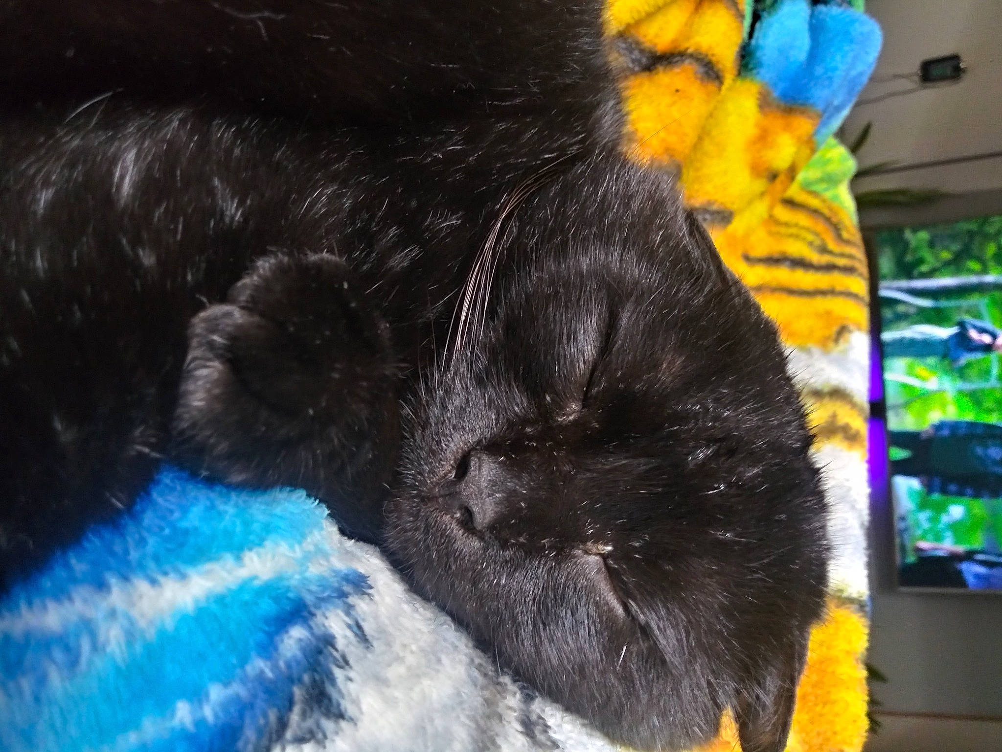 Kiki is registered to the contest to win money with this photo: black_cat, canidae, carnivore, cat, cat_supply, claw, comfort, dog_breed, domestic_short_haired_cat, electric_blue, felidae, fur, nap, organism, small_to_medium_sized_cats, snout, sporting_group, tail, terrestrial_animal, whiskers