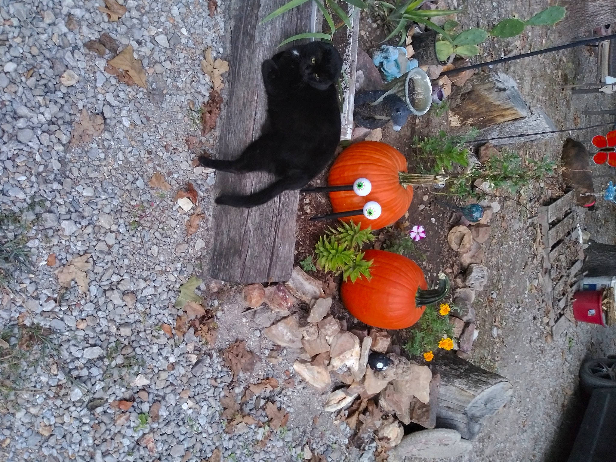 Kiki joined the competition — help win amazing prizes! calabaza, cat, concrete, door, felidae, garden, gourd, grass, lawn_ornament, plant, pumpkin, rock, small_to_medium_sized_cats, soil, tail, tree, trunk, wood, yard