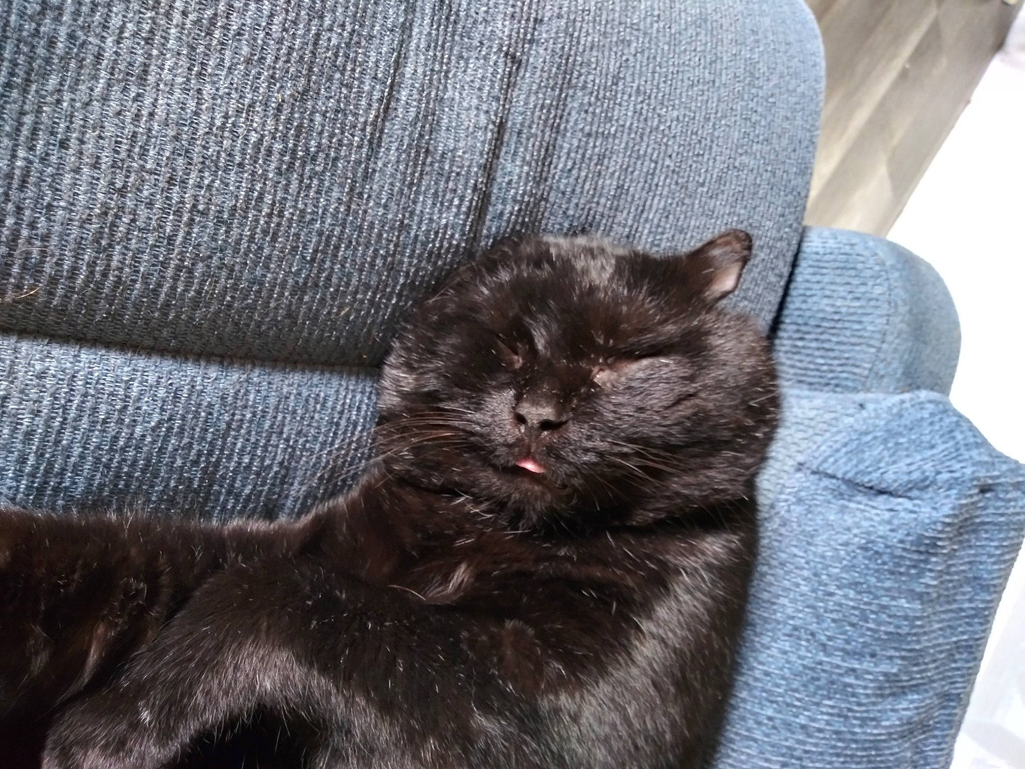 Kiki is registered to the contest to win money with this photo: carnivore, cat, claw, comfort, dog_breed, domestic_short_haired_cat, electric_blue, felidae, fur, grey, liver, small_to_medium_sized_cats, tail, terrestrial_animal, textile, whiskers