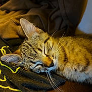 Taz joined the competition — help win amazing prizes! cat, tabby, sleeping, close_up, whiskers, fur, blanket, fabric, cozy, resting, pet, animal, indoor, relaxed, cute, soft, warm, comfort, mammal, domestic