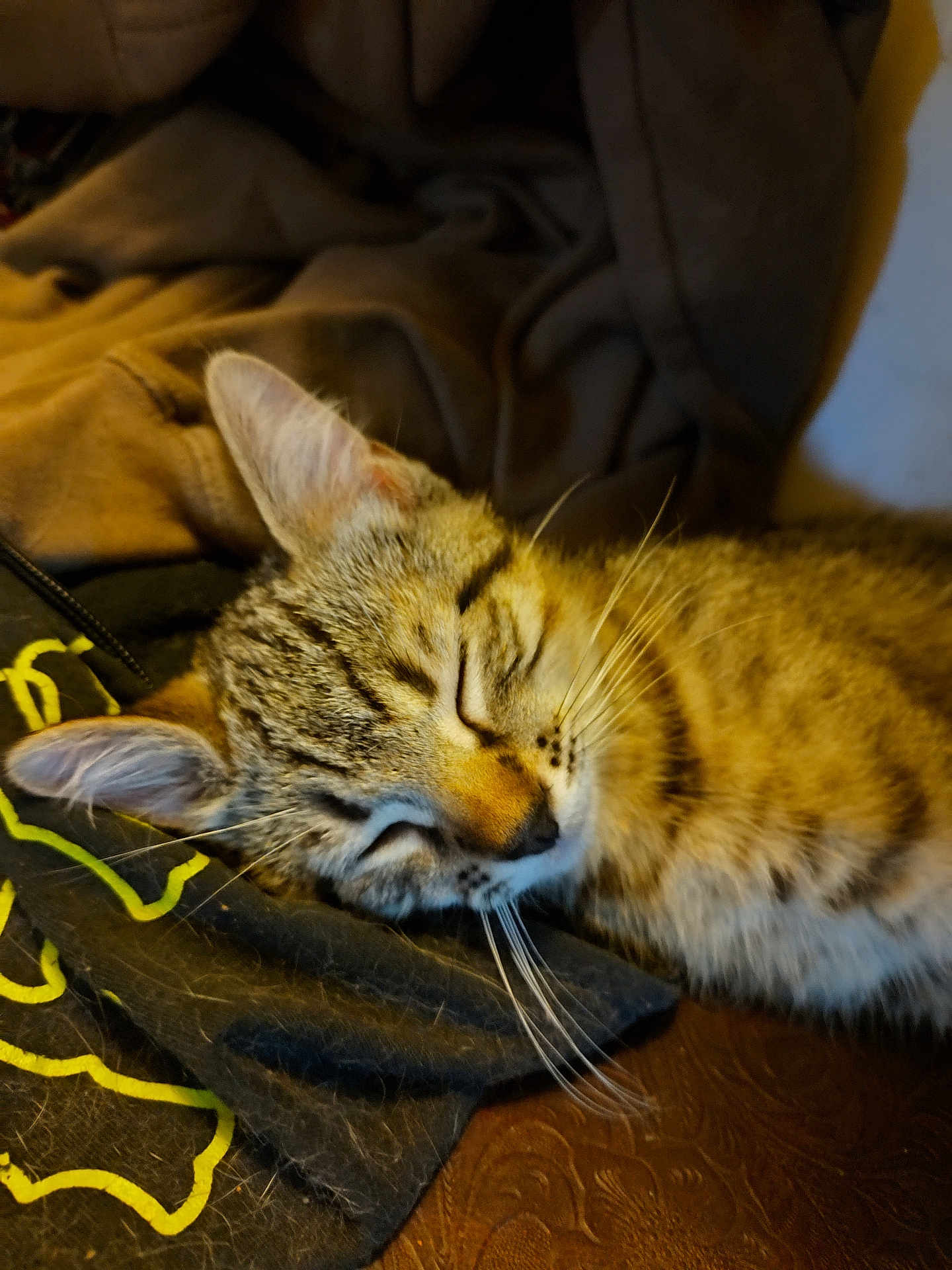 Taz