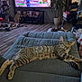 Taz joined the competition — help win amazing prizes! cat, dog, couch, living_room, sleeping, tabby_cat, pet, television, video_game, plant, flooring, rug, furniture, indoor, relaxing, household_items, decor, resting, animal, cozy