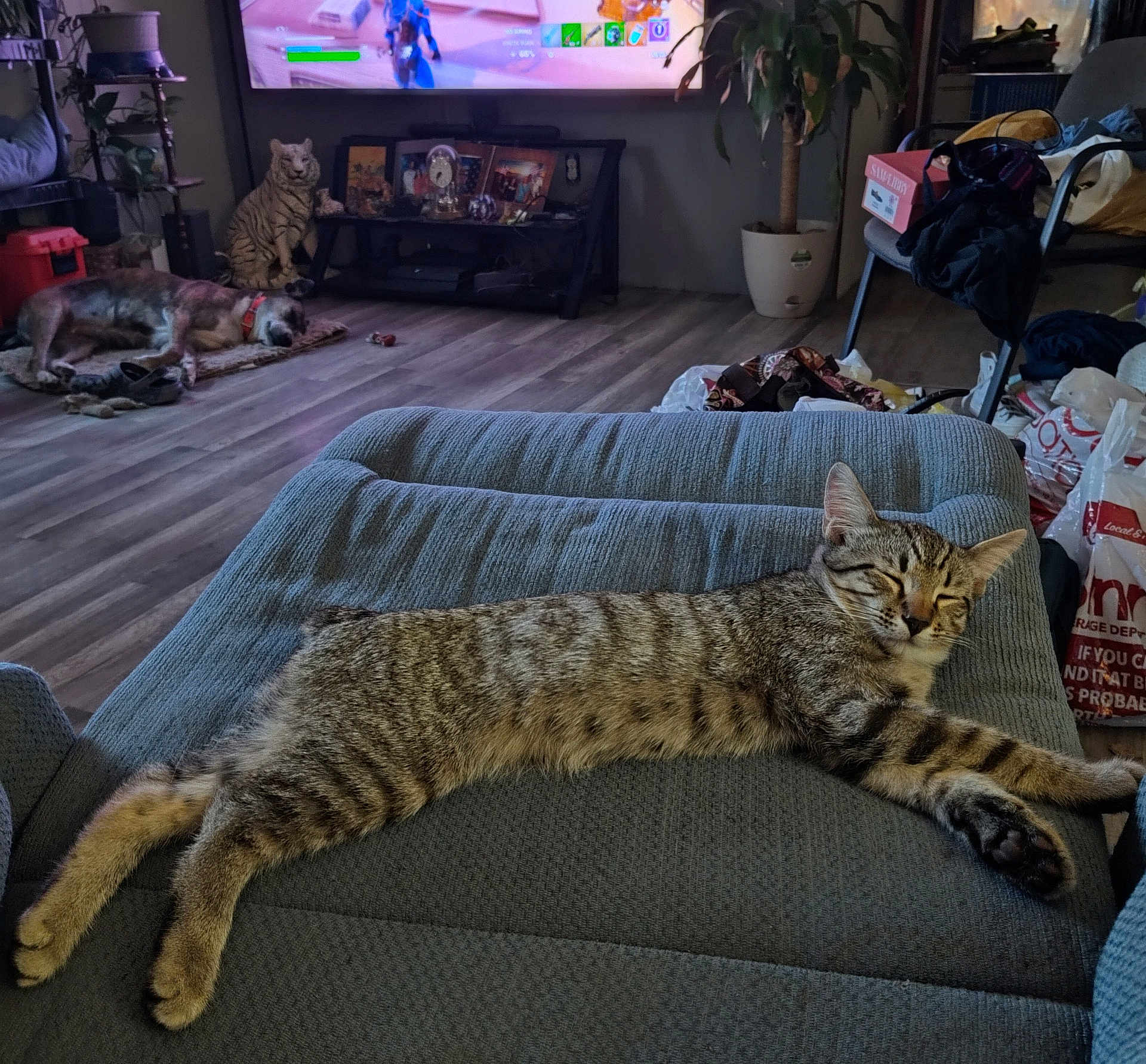 Taz