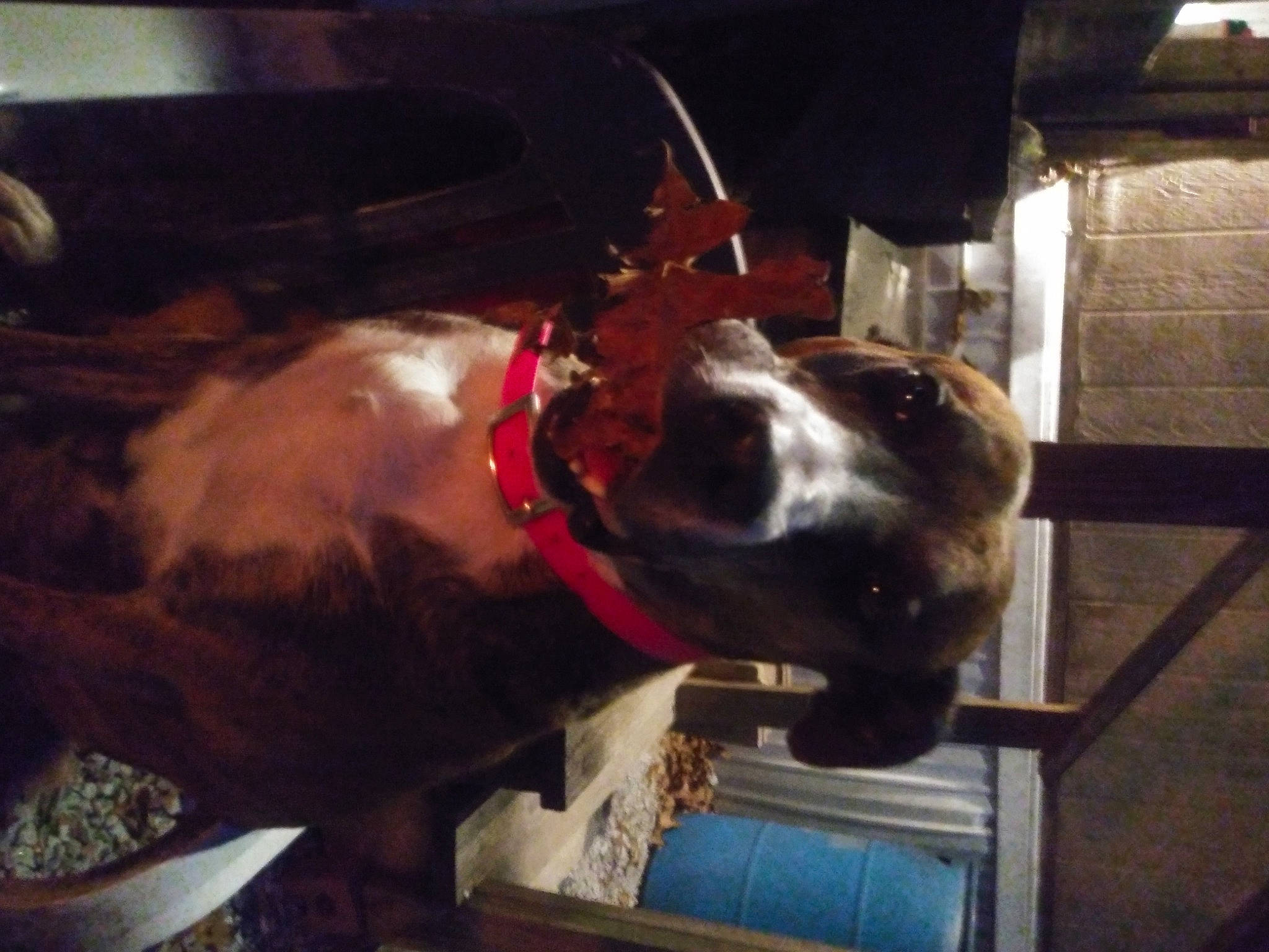 Macy joined the competition — help win amazing prizes! canidae, carnivore, collar, companion_dog, dog, dog_breed, fawn, fur, liver, non_sporting_group, snout, sporting_group, square, whiskers, window, wood, working_animal