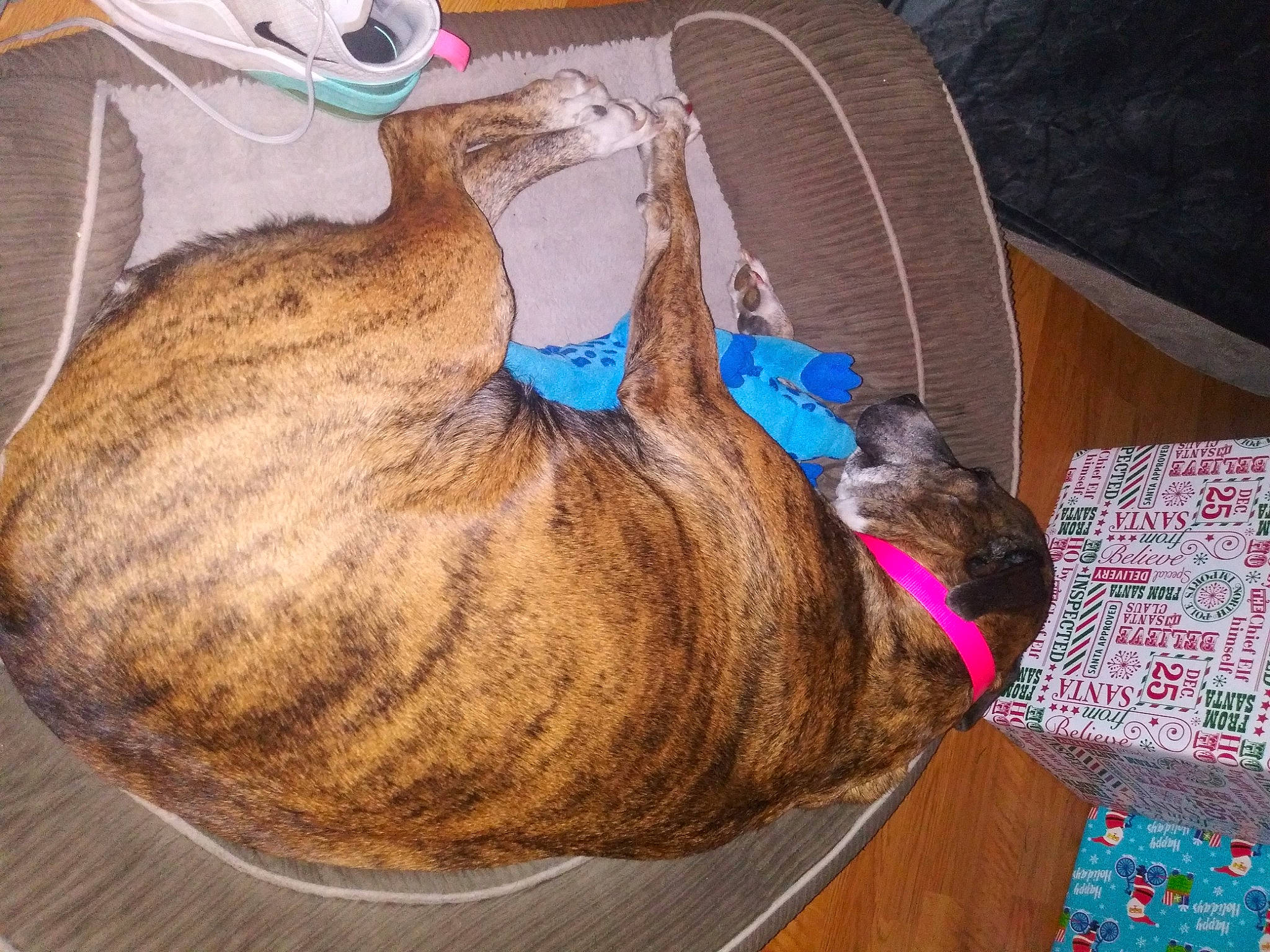 Macy joined the competition — help win amazing prizes! canidae, carnivore, cat, comfort, companion_dog, dog_breed, domestic_short_haired_cat, fawn, felidae, fur, liver, mammal, nap, paw, pet_supply, small_to_medium_sized_cats, sporting_group, tail, terrestrial_animal, whiskers