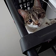 Starla is registered to the contest to win money with this photo: cat, tabby, pet, animal, curious, ears, eyes, basket, black, indoor, peeking, playful, mischievous, fur, whiskers, closeup, face, looking, cute, domestic