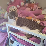 Starla joined the competition — help win amazing prizes! cat, tabby_cat, bed, bed_rail, stuffed_animals, plush_toys, blanket, purple, pink, white, indoor, pet, animal, feline, resting, curious, soft_focus, clutter, cozy, home