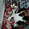 Punky joined the competition — help win amazing prizes! animal, blanket, cable, calico_cat, cat, colorful, comfort, cozy, curious, cute, domestic, fur, green_eyes, indoor, pattern, pet, pillow, resting, soft, whiskers