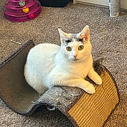 Delilah joined the competition — help win amazing prizes! animal, carpet, cat, claws, colorful, curious, domestic, ears, feline, floor, fur, household_item, indoor, pet_accessory, pet_toy, play, relaxed, scratching_post, whiskers, white_cat