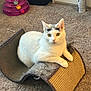 animal, carpet, cat, claws, colorful, curious, domestic, ears, feline, floor, fur, household_item, indoor, pet_accessory, pet_toy, play, relaxed, scratching_post, whiskers, white_cat
