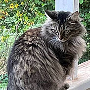 Zoey joined the competition — help win amazing prizes! cat, long_hair, fluffy, animal, pet, outdoor, greenery, plant, leaf, feline, nature, sitting, portrait, window, ledg, whiskers, ears, eyes, fur, domestic_cat