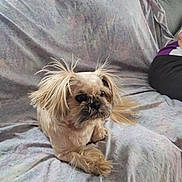 Tanner Jo is registered to the contest to win money with this photo: dog, small_dog, fur, pet, indoor, couch, fabric, relaxed, animal, mammal, cute, companion, household, fur_texture, paw, resting, whiskers, face, ears, domestic_animal