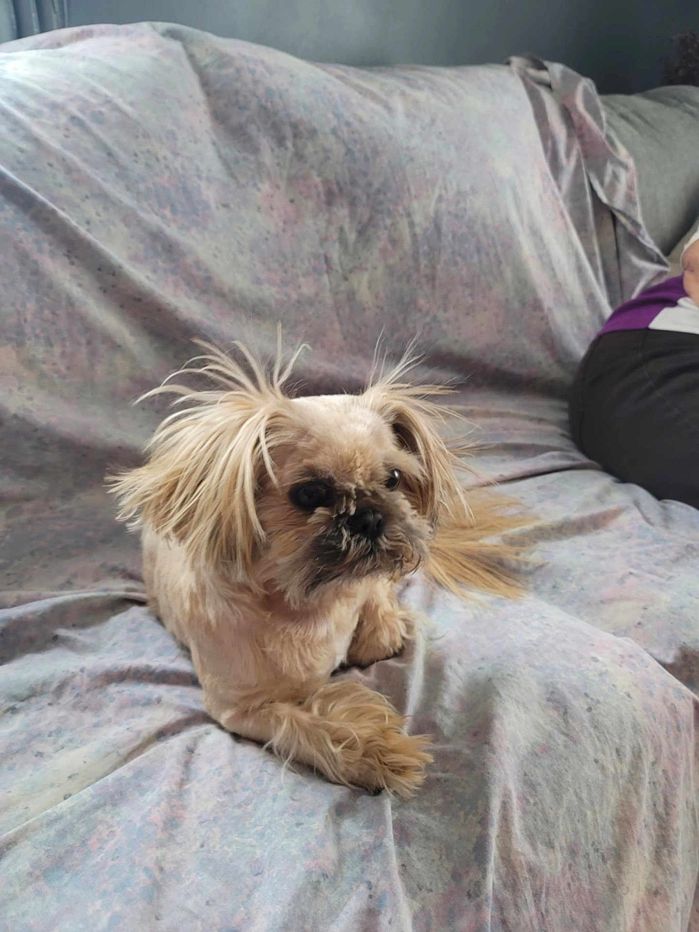 Tanner Jo is registered to the contest to win money with this photo: dog, small_dog, fur, pet, indoor, couch, fabric, relaxed, animal, mammal, cute, companion, household, fur_texture, paw, resting, whiskers, face, ears, domestic_animal