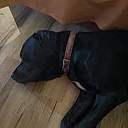 Blaze is registered to the contest to win money with this photo: dog, black_dog, sleeping, collar, floor, wooden_floor, pet, indoor, resting, canine, animal, fur, paw, quiet, relaxed, domestic_animal, companion, laying_down, napping, cozy