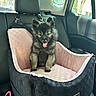 animal, black_fur, car_headrest, car_interior, car_seat, cozy, cute, dog, gray_fur, happy, indoors, leash, pet, pet_accessory, puppy, seatbelt, sunlight, tongue_out, travel, window