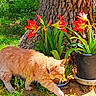 Sir Winston is registered to the contest to win money with this photo: cat, orange_cat, flower_pot, red_flowers, tree_trunk, green_grass, outdoor, sunlight, plant, nature, pet, animal, foliage, garden, daylight, domestic_cat, walking, curious, mammal, flora