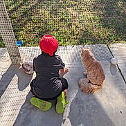 Sir Winston is registered to the contest to win money with this photo: child, cat, red_hat, green_shoes, concrete, mesh_fence, grass, shadow, outdoor, sunlight, pet, animal, kneeling, back_view, fluffy_cat, daytime, nature, curiosity, quiet_moment, playful