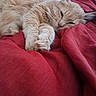 cat, sleeping, fluffy, cream_color, paws, red_blanket, cozy, indoor, resting, feline, pet, cute, relaxed, close_up, fur, animal, soft, comfort, nap, whiskers