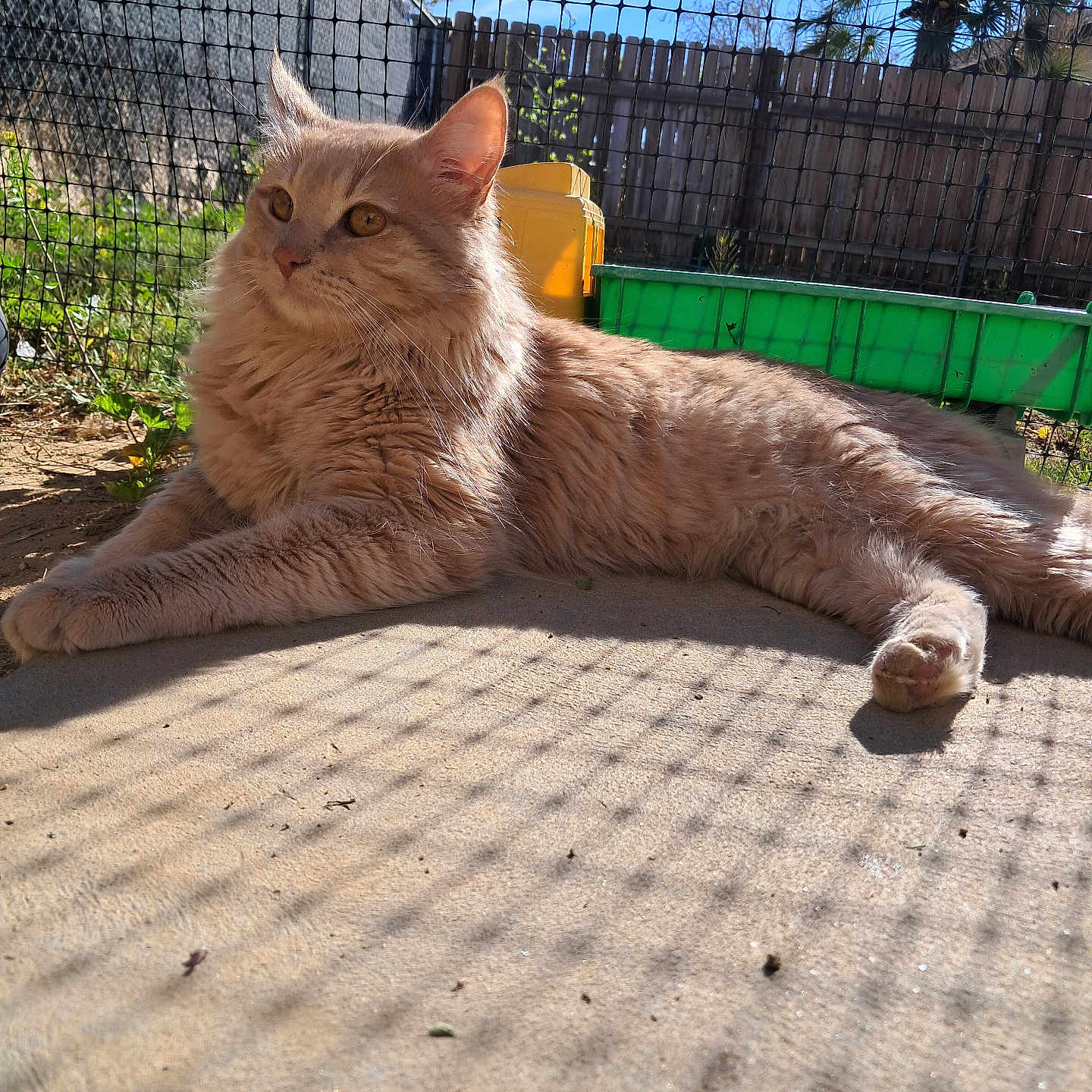 Sir Winston is registered to the contest to win money with this photo: cat, fluffy, outdoor, sunlight, mesh_fence, concrete_floor, shadow, greenery, garden, wooden_fence, pet, relaxed, animal, mammal, yellow_eyes, resting, daylight, nature, domestic_cat, feline