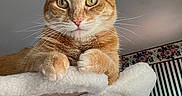 Roscoe joined the competition — help win amazing prizes! cat, orange_tabby, cat_tree, indoor, feline, perched, whiskers, ears, eyes, television, muscular_figure, wallpaper, striped_wall, floral_border, cozy, pet, curious, looking_at_camera, home, furniture