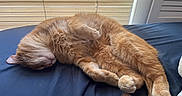 Roscoe joined the competition — help win amazing prizes! animal, bed, blanket, cat, cozy, curled_up, cute, feline, fur, indoor, orange_cat, paw, pet, relaxing, resting, sleeping, soft_light, tail, whiskers, window_blinds