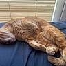 cat, orange_cat, sleeping, curled_up, fur, bed, blanket, indoor, pet, cozy, relaxing, animal, whiskers, tail, paw, window_blinds, soft_light, resting, cute, feline