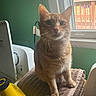 cat, orange_tabby, towel, laundry_room, window, natural_light, domestic, indoor, pet, curious, feline, household, folded_towels, wooden_deck, green_wall, appliance, domestic_life, whiskers, ears, sitting