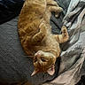 cat, orange_tabby, pet, sleeping, bed, blanket, cozy, feline, fur, whiskers, indoor, relaxed, cute, animal, paw, texture, resting, looking_up, domestic_cat, soft