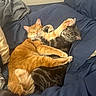 cat, cats, orange_cat, gray_tabby, bed, blanket, cuddle, playful, paw, fur, pet, animal, indoor, cozy, resting, sleepy, friendship, cute, domestic_animal, feline