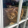 cat, orange_tabby, sleeping, glass_door, window, reflection, sunlight, paw, outdoor, fence, tree, shadow, closeup, pet, domestic_animal, animal, resting, daylight, quiet, cozy