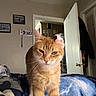 cat, orange_tabby, bed, blanket, indoor, door, open_door, wall, framed_picture, furniture, pet, animal, whiskers, fur, eyes, sleepy, unimpressed, home, cozy, room