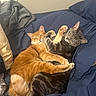 cat, orange_cat, gray_tabby, bed, blanket, snuggling, hugging, pets, feline, sleeping, cozy, indoor, cute, resting, animal, fur, paw, companion, domestic_cat, relaxing