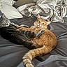 cat, cats, bed, blanket, pillow, gray_cat, orange_cat, feline, pet, resting, cozy, indoor, animal, fur, tail, cute, sleepy, domestic_animal, snuggling, relaxing