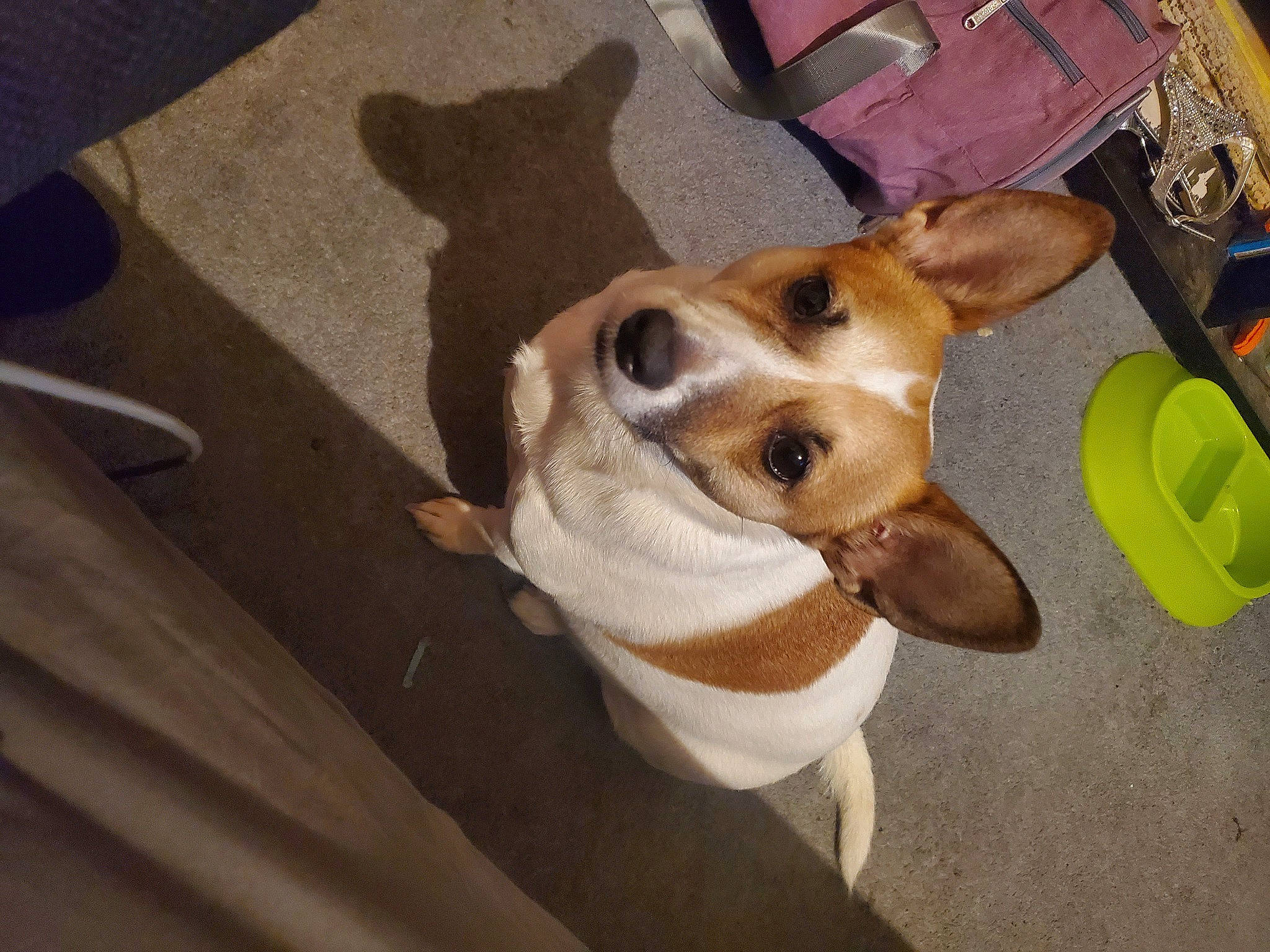 Jax joined the competition — help win amazing prizes! canidae, carnivore, collar, companion_dog, dog, dog_breed, dog_clothes, dog_collar, dog_supply, eyewear, fawn, flooring, hardwood, non_sporting_group, paw, pet_supply, sporting_group, whiskers, wood, working_animal