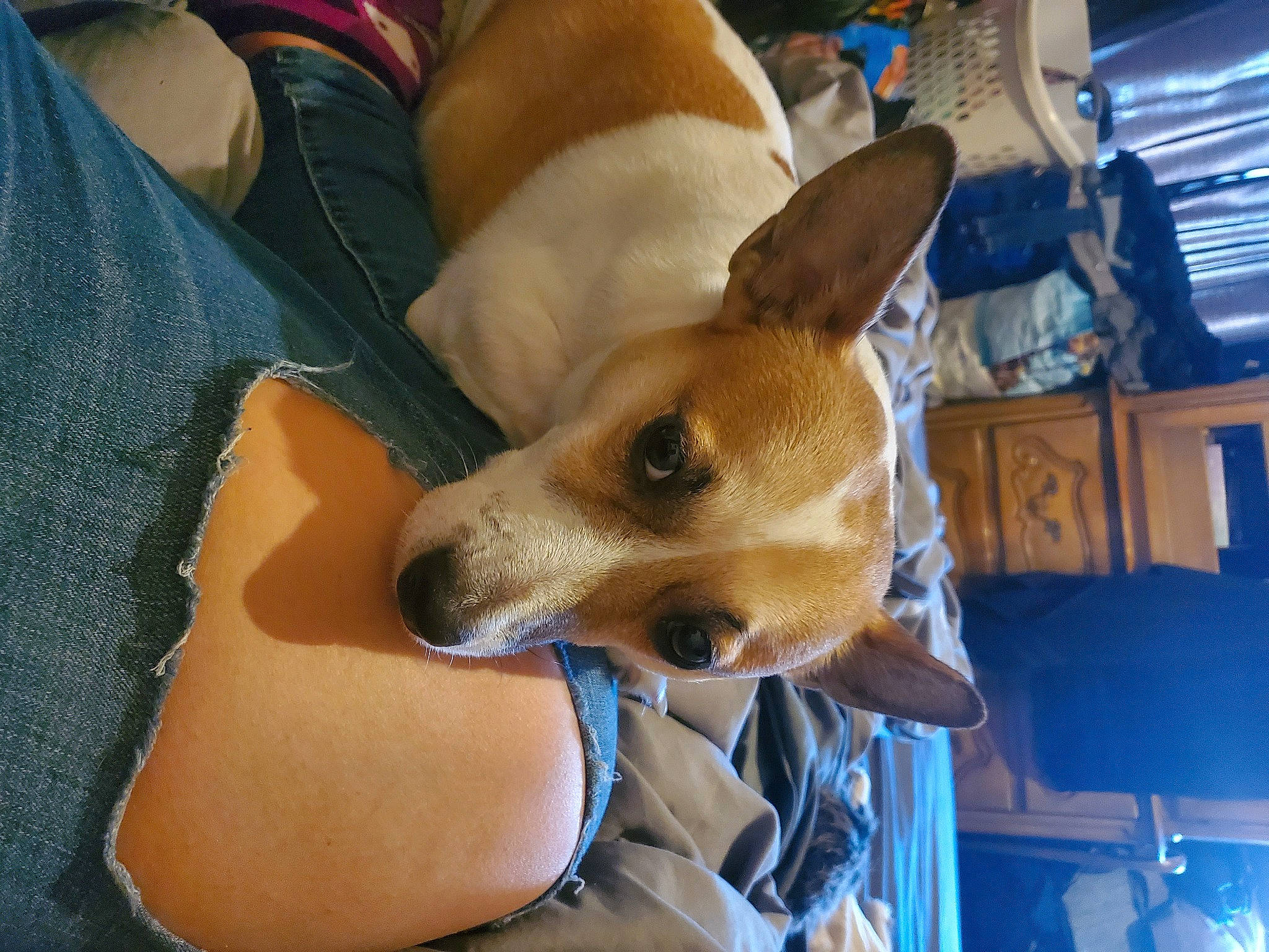 Jax joined the competition — help win amazing prizes! canidae, carnivore, collar, comfort, companion_dog, dog, dog_bed, dog_breed, ear, fawn, fur, non_sporting_group, sporting_group, toy_dog, whiskers, working_animal